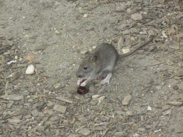 PG-6-Rats-photo
