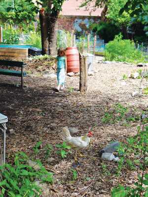 garden,-chicken