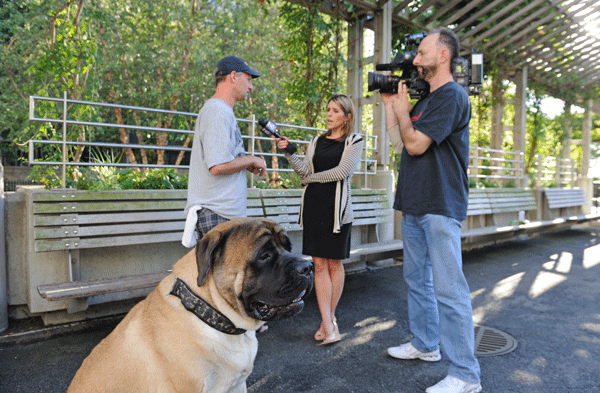Pg-9-dog-photo