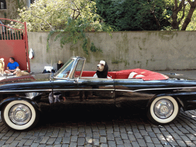 dog-driver