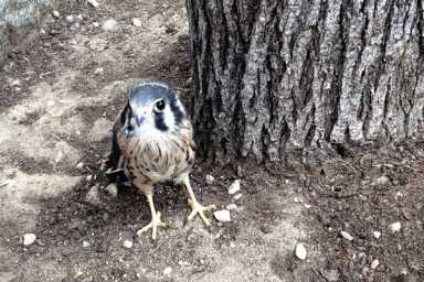 falcon-pic