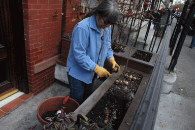 planting