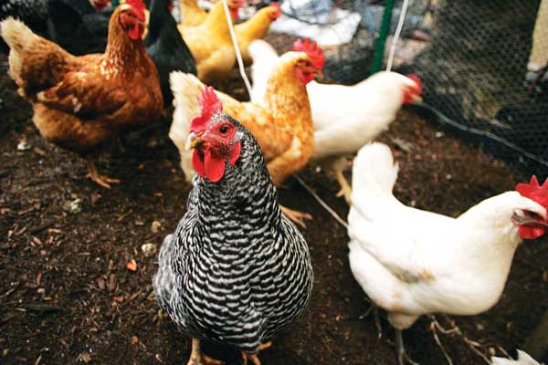 Chickens in a Magical Garden 1 Photo by Sam Spokony