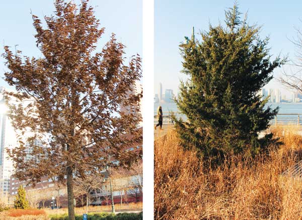 Hudson Park trees looking for parent protectors 1 See info at bottom of page.