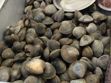 M20CN_p7_Clams
