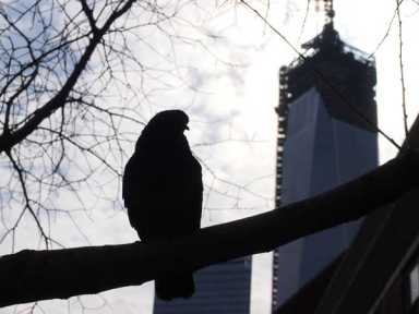 pigeon-and-wtc