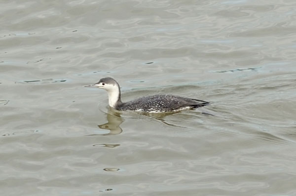 A red-throated loon surfaced between dives in the Hudson River off the Battery Park City esplanade. It will soon be on its way to its breeding grounds in the high Arctic. Some of these birds spend the winter in the New York City area. Others go as far south as Florida for the winter and travel thousands of miles between their winter and summer homes.  