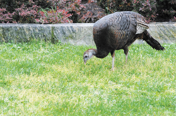 Downtown Express photos by Terese Loeb Kreuzer This turkey spotted recently in Wagner Park appeared to be a little more plump than the famed Zelda, who has lived for a decade in neighboring Battery Park. 