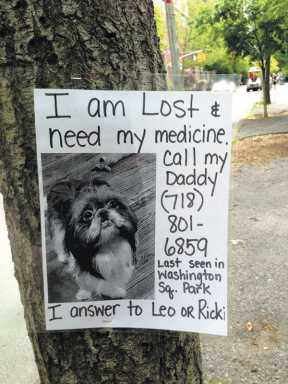 photo,-missing-dog