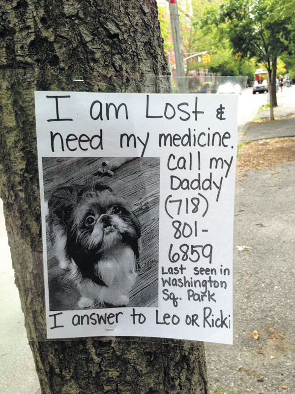 photo,-missing-dog
