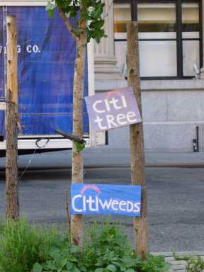 citi-tree,-weeds