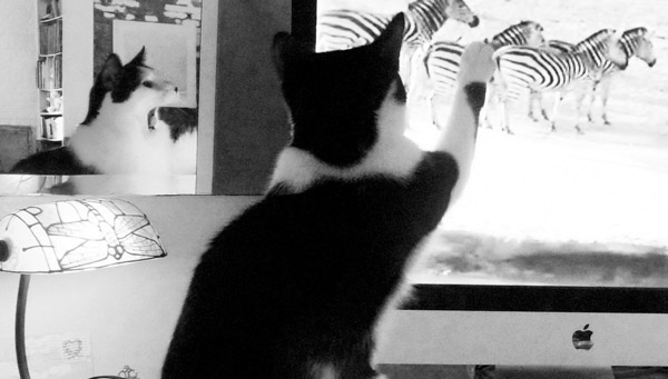 Jumping Joey: Shadow Warrior 1 Joey always photographs well in black and white since, well, he is black and white.