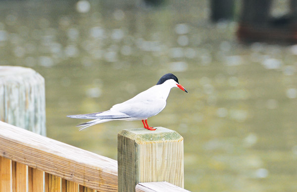 Downtown Express photos by Terese Loeb Kreuzer A pair of Common Terns rested in South Cove on Saturday morning in between fishing expeditions on the Hudson River. Though Common Terns are the most abundant terns in New York State, they didn’t live in or around Battery Park City until recently, when a colony settled on Governors Island.  Because of increased human use of beaches, competition with herring and Geat Black-backed Gulls, flooding and predation, the species is considered “threatened.”  