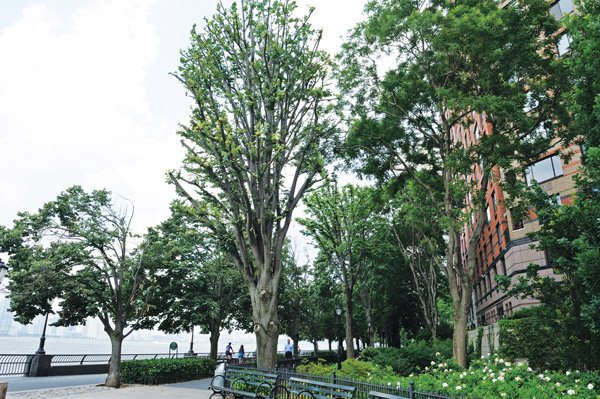 Downtown Express photo by Terese Loeb Kreuzer  The canopies of a few linden trees on the Battery Park City esplanade were trimmed after damage from Hurricane Sandy and a violent storm in May. 