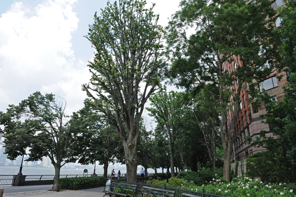 After Superstorm Sandy weakened the trees on the Battery Park City esplanade, a violent storm on May 11, 2013 blew some of them down. Subsequently, the canopies of some trees were cut back to diminish the weight and the possibiity of falling branches. More than eight months after Sandy, some of the trees still had many dead branches.Downtown Express photo by Terese Loeb Kreuzer.