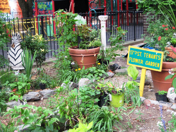 Gone Garden, Gone? The Fulton Houses’ flower garden is on the chopping block, as part of the plans for 158 units of housing that would also require the demolishment of other amenities.