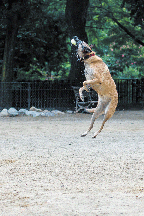 Photo by Claire Flack A wet Nyx goes airborne for yet another catch in the Tompkins run.