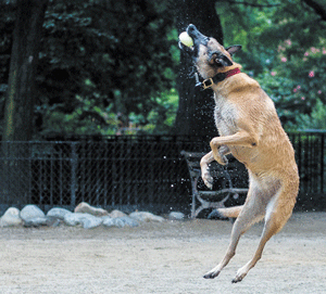 dog-jump