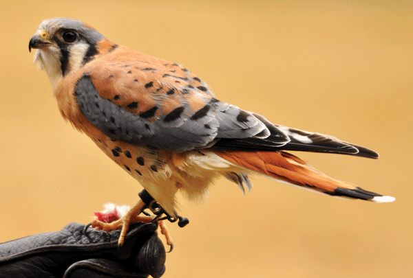 kestrel-pic