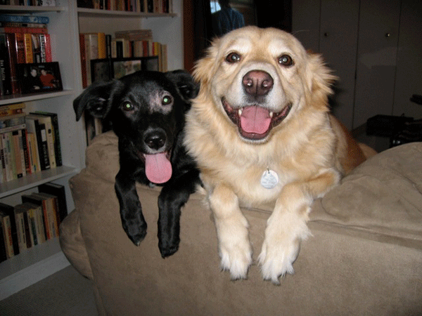 When they’re not at the Leroy St. Dog Run, Francesco, left, and Massimo can often be found at the West Village Houses.