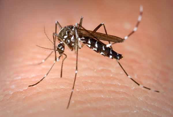 Photo courtesy of the U.S. Centers for Disease Control and Prevention The Asian mosquito has been spotted in Battery Park City as well as other places in New York City.