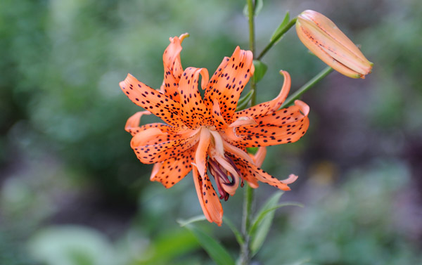 Downtown Express photo by Terese Loeb Kreuzer  Tiger lilies are blooming on the Battery Park City esplanade. 