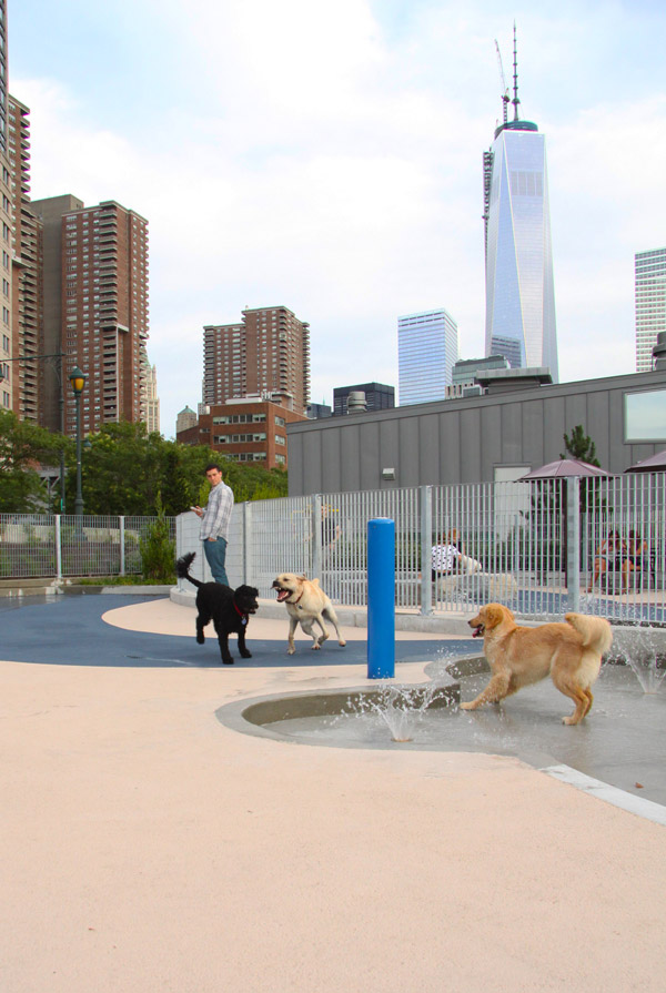 Dog-Run1