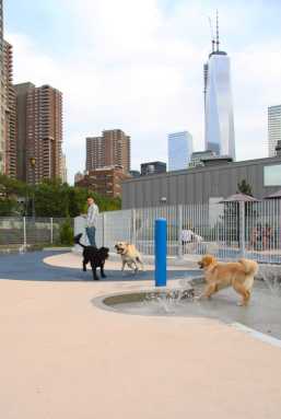 Dog-Run1