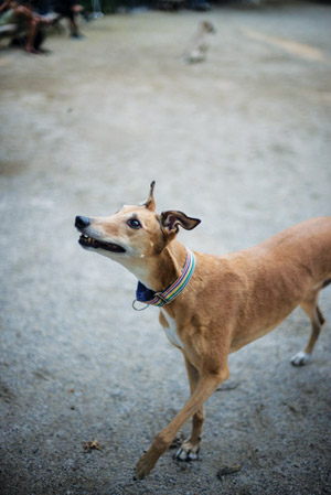 A racing school dropout, Lancer loves his new life 1 lancer,-paw-copy