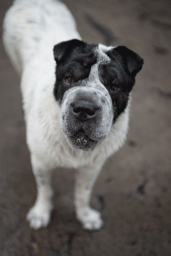 Photo by Claire Flack Some think Missy looks a bit like a manatee. 