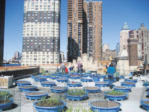Rooftop Farm Feeds Those Struggling to Stay in Hell’s Kitchen 3 Photo by Lauren Baccus The Hell’s Kitchen Farm Project helps feed those who find it difficult to make ends meet in the increasingly expensive neighborhood.