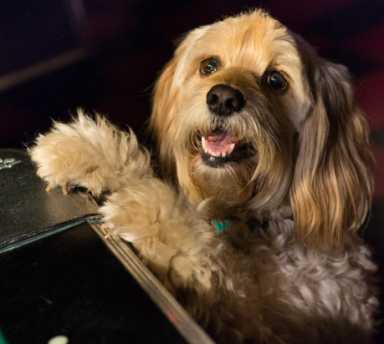1dog-at-pool-table-photo
