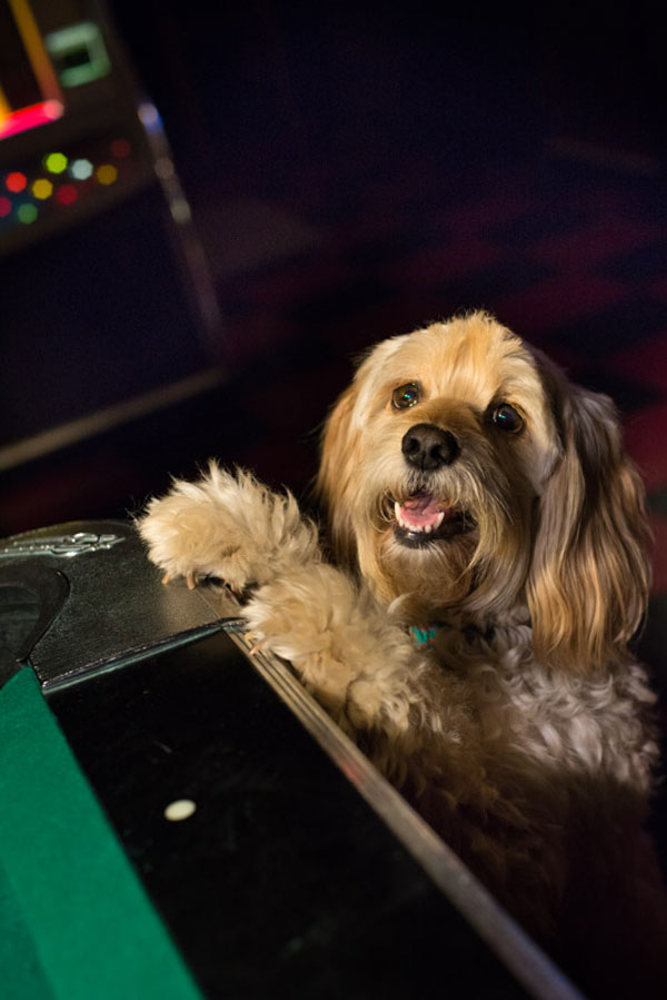 Photo by Claire Flack “Thaddeus in the corner pocket!” This frisky Cockapoo works all the angles on the pool table at his favorite East Village bar.