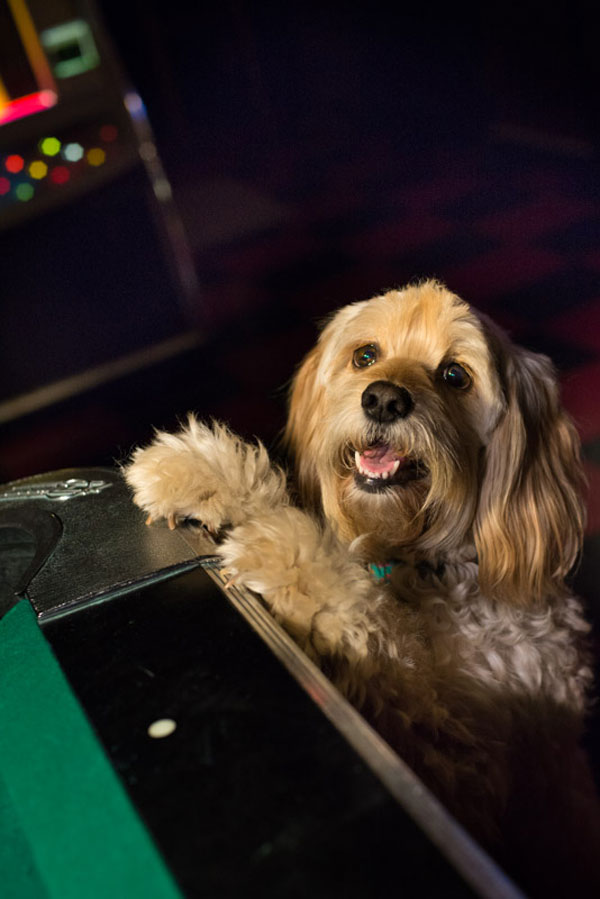 Thaddeus loves his local: Pool games get pretty hairy 2 Photo by Claire Flack “Thaddeus in the corner pocket!” This frisky Cockapoo works all the angles on the pool table at his favorite East Village bar.