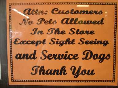 photo,-sight-seeing-dogs