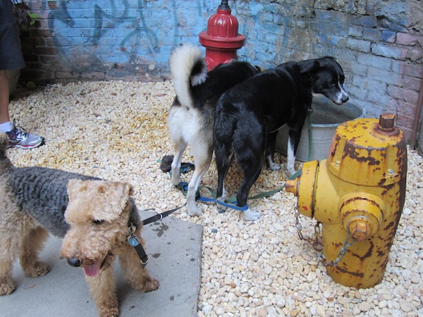soho grand, dogs