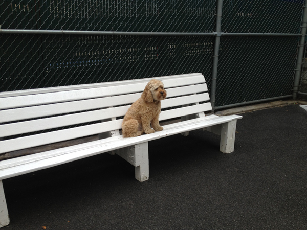 Buddy’s view from the bench.   Photo by lori benson