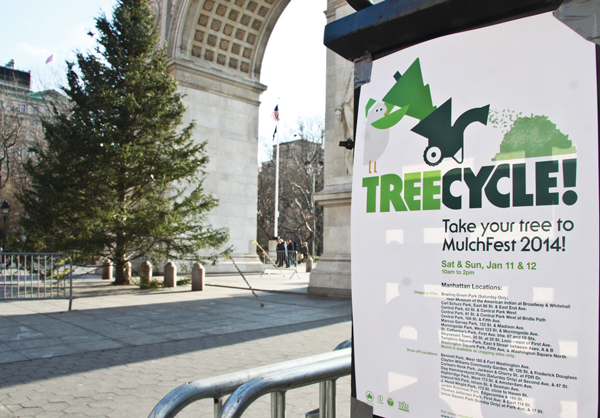 Although the Washington Square Park Christmas tree is probably a bit too large to be put through a portable mulcher, New Yorkers can take their smaller versions to select city parks on Sat., Jan. 11, and Sun., Jan. 12, for mulching, which helps ease the pickup load on the city’s Department of Sanitation.  Photo by Tequila Minsky