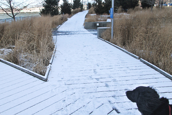 scene,-dog-and-snow