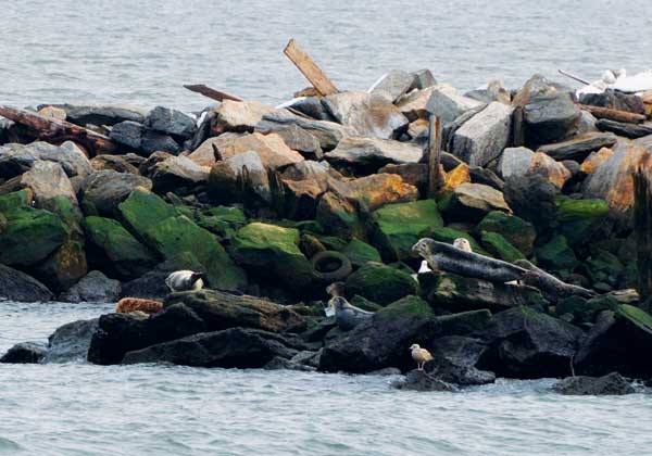 Harbor seals like to congregate on Swinburne Island, a man-made island off the coast of Staten Island, that was constructed in the 1870s to quarantine immigrants who were ill or suspected of being ill.   Downtown Express photo by Terese Loeb Kreuzer