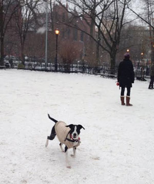 Georgie-Girl, here exercising safely in Tompkins Square Park, was shocked outside the construction site.