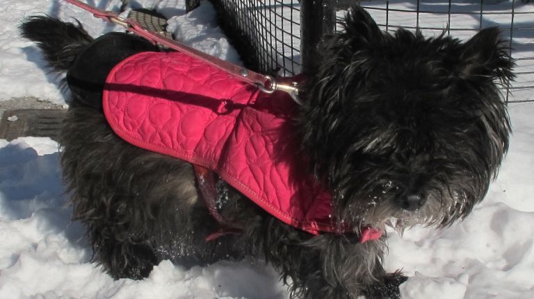 Reyna, a cairn terrier, knows that a pop of color is always in season.