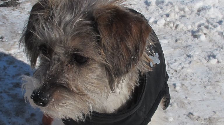 Kali, a terrier mix, keeps her tiny feet warm with bright orange booties complimented by a sleek black jacket while out for a stroll in Central Park. 