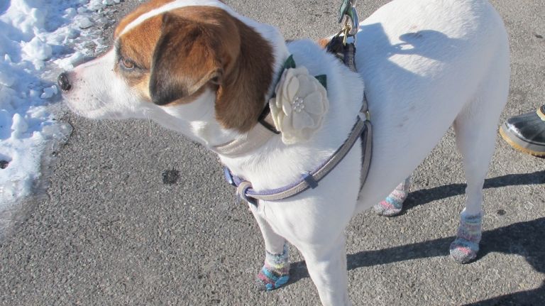 Jack russell terrier mix Morgan's fashion advice? Mix it up! A fun pair of socks and a chic floral accent work for everything from a walk down Fifth Avenue with your owner to a play-date in Central Park with pals.