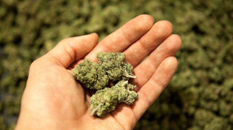 Legalize -- don't despise -- medical pot 2 Marijuana has become much more potent in the past few years. The illegal growers have selectively bred the more potent plants and the amount of the active ingredient —- known as THC — has increased from about 3 percent to about 15 percent.