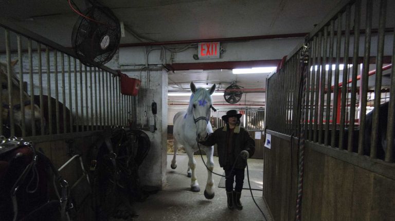 Liam Neeson hosts City Council tour of carriage horse stables 2 A carriage horse is walked to its stable at Clinton Park Horse Stables. Mayor Bill de Blasio wants a ban on carriage horses, replacing them with electric buggies.