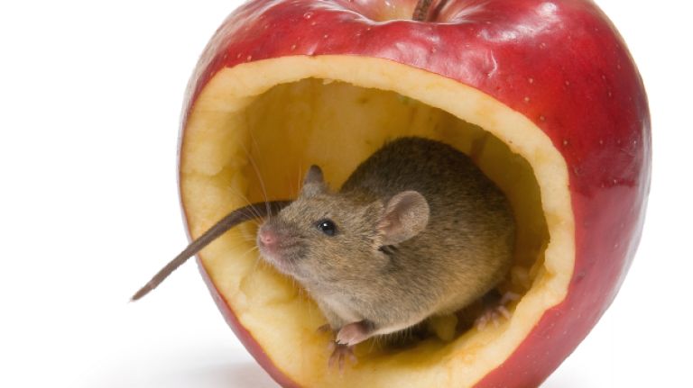 Mice in restaurants: How dangerous are they? 2 Following the closures of two New York City eateries due to mice or rats, we take a look at the health risks and the New York City Department of Health's letter grading system.