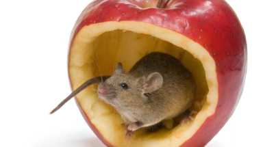 mouse amny cropped
