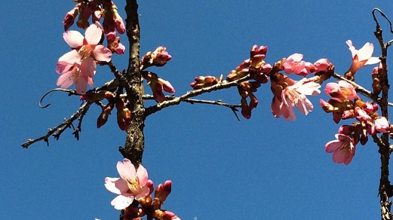 amny cherry blossoms cropped