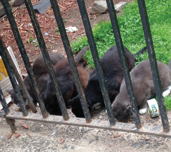 Some of the former Broome St. Alley cats eating food that was left for them.